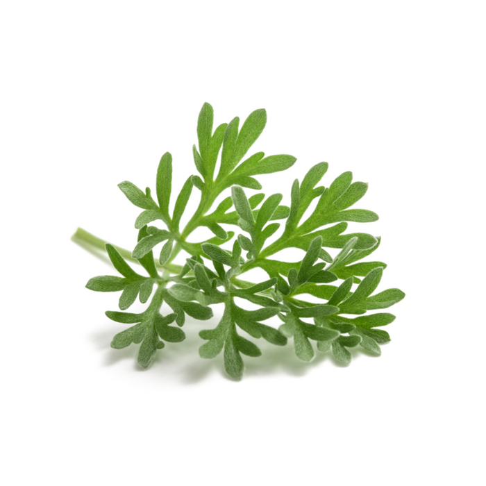 Seed Collection: Common Wormwood (Absinthe)