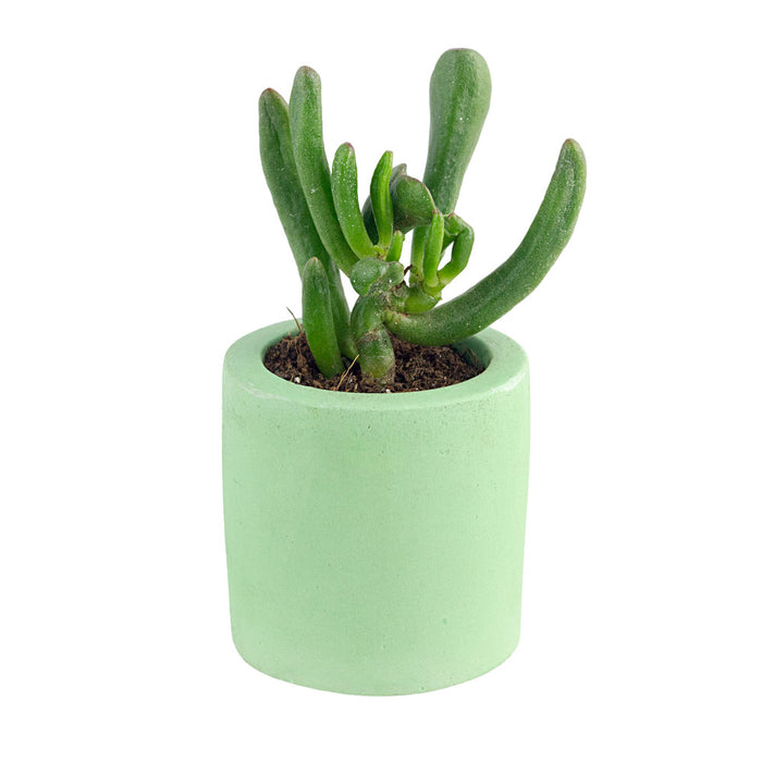 Green Palette Plant Pot