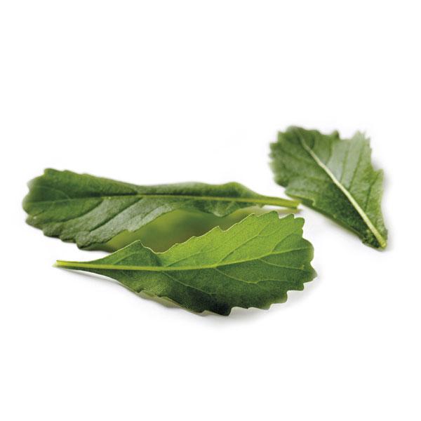 Seed Collection: Wildfire/Wasabi Wild Rocket