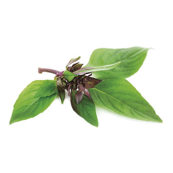 Seed Collection: Thai Basil